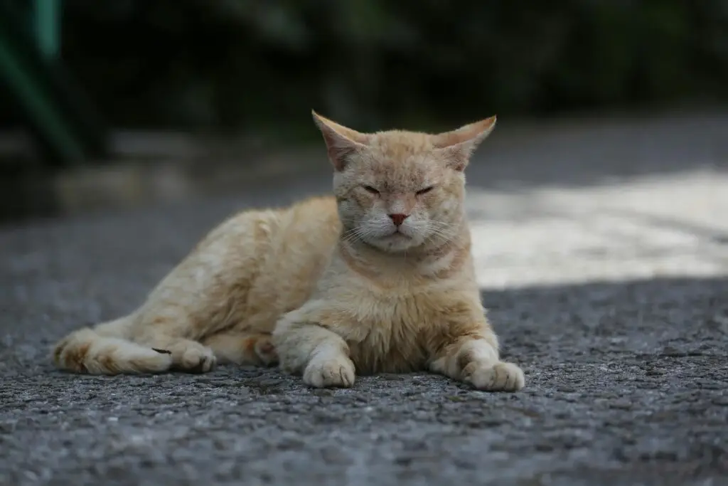 gato idoso bebe pouca água
