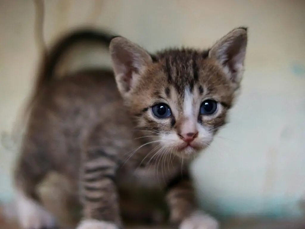 gatinho assustado